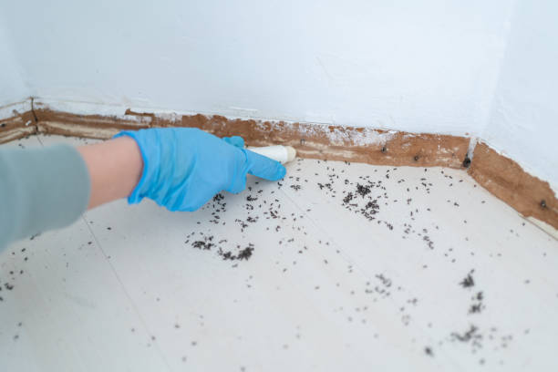 Flea Control Services in Rumson, NJ